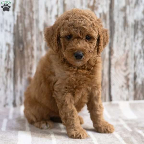 Keesha, Mini Labradoodle Puppy